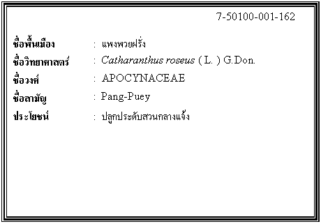 กล่องข้อความ: 7-50100-001-162 ชื่อพื้นเมือง : แพงพวยฝรั่ง ชื่อวิทยาศาสตร์ : Catharanthus roseus ( L. ) G.Don. ชื่อวงศ์ : APOCYNACEAE ชื่อสามัญ : Pang-Puey ประโยชน์ : ปลูกประดับสวนกลางแจ้ง